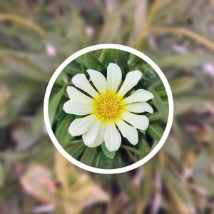 欧美熟妇与小伙子mature
